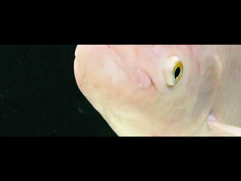 財魚