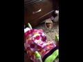Webkinz diaper girl part 2 - YouTube