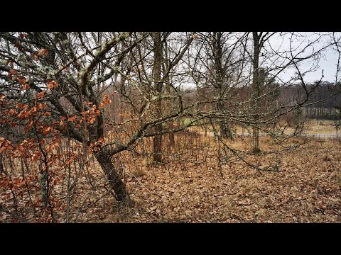 ÖDETOMTEN I HYNDEKULLA - 210325 - (Törnrosvägen - KALLINGE - Ronneby) - Huawei P30 PRO