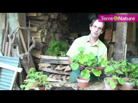 comment nettoyer geranium