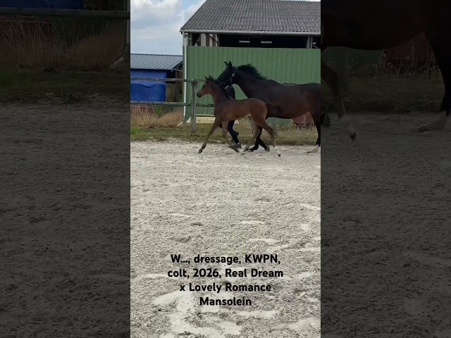 Poulain KWPN 2026
