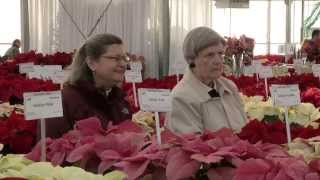 UF/IFAS Poinsettia Plant Sale