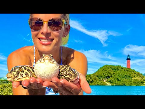 Catching Pufferfish for Thanksgiving