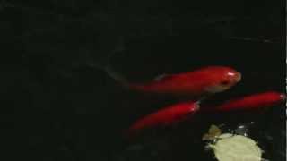 Le luci della centrale elettrica - Stagnola