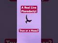 Pterodactyl Pteranodon Filmed Flying Overhead -Is This Real or a Clever Made Hoax? #shorts