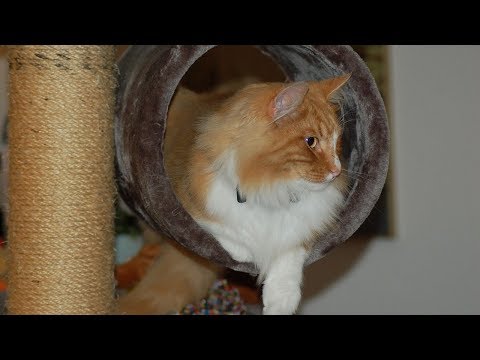 How to Care for Norwegian Forest Cats - Entertaining Your Norwegian Forest Cat