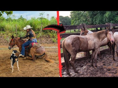 TROQUEI MINHA MULA EM UM TÃO SONHADO CAVALO PAINT HORSE DO OLHO AZUL