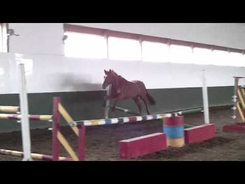 Bonita H, Feb,'12. Freejumping #3 (Hogendoorn Sport Horses)