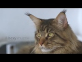 Royal Canin Maine Coon Kitten 4kg