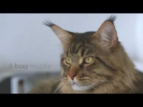 Royal Canin Maine Coon Kitten 4kg video