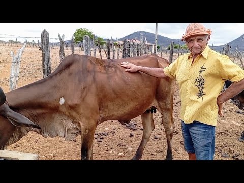 Fomos até a fazenda riacho dos cavalos na residência de Mazinho Clara esse sertanejo trabalhador 