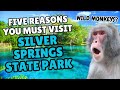 5 Reasons You MUST Visit Silver Springs State Park Florida S Oldest Attraction