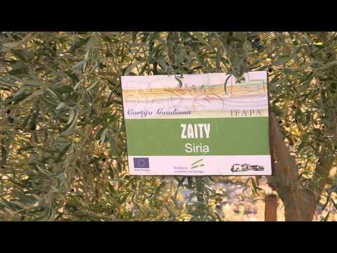 Producción de aceite - Castillo de Canena Reserva Familiar Picual 500 ml