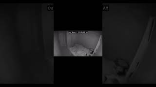 Download lagu Real Monster Caught On Tape π± #shorts mp3 Download lagu Real Monster Caught On Tape π± #shorts mp3