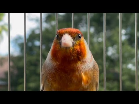 European goldfinch Singing Mule -Training - Jilguero Mulo - Carduelis carduelis - Stimulation chirp
