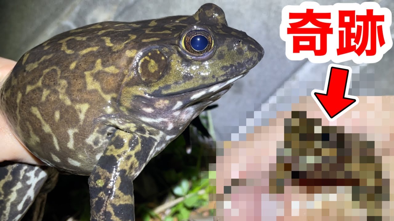 外来種だらけの冬の川でガサガサしたら奇跡が起きました！