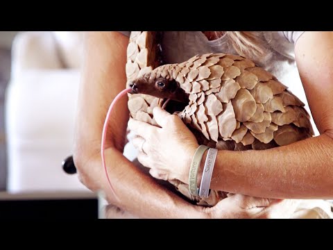 Making a Pangolin an Influencer | Natural World | BBC Earth