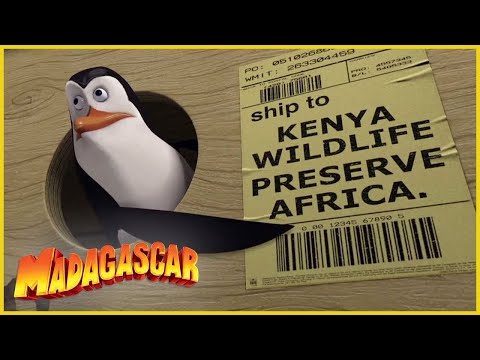 DreamWorks Madagascar en Español | La Transferencia | Dibujos animados para niños