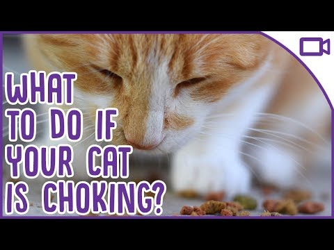 How to SAVE a Choking Cat - Cat Safety Advice!