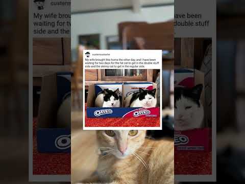 Flick reaction | #stories #cat #shorts
