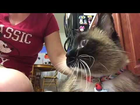 Testing a diabetic cat’s blood sugar at home