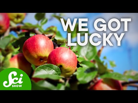 Was Johnny Appleseed Wasting His Time?