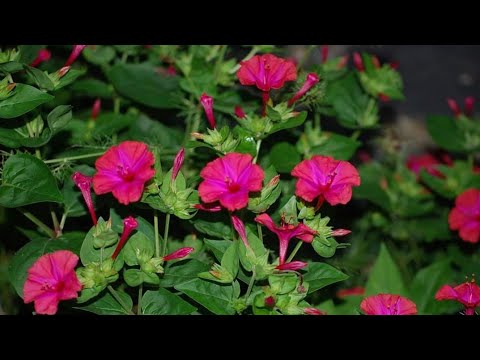 ఈ పూల మొక్క ముందు బంగారం కూడా సరిపోదేమో అంత విలువైనది! | 4'O Clock flowers