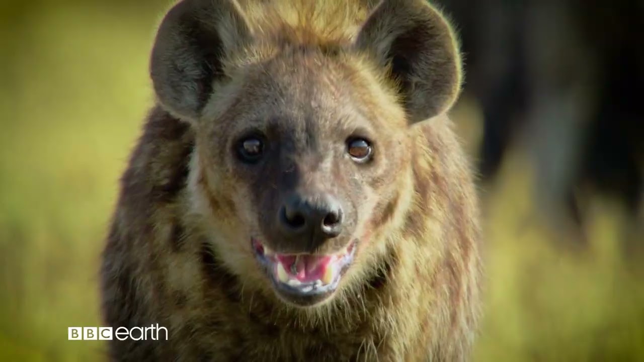 Life in Colour with David Attenborough | BBC Earth | DStv