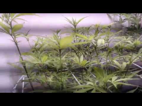 CGG | ep. 9 | Flowering day 9