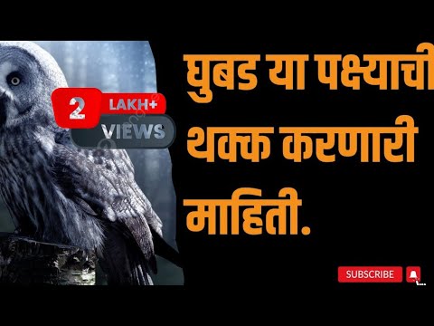 घुबड या पक्ष्याची थक्क करणारी माहिती