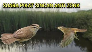 Download lagu Suara pikat kerakbasi alis hitam ribut kombinasi burung kejepit mp3 Download lagu Suara pikat kerakbasi alis hitam ribut kombinasi burung kejepit mp3
