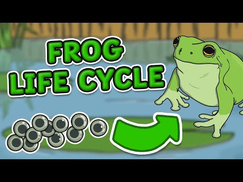 The Life Cycle of a Frog | Frog Life Cycle | Science for Kids!