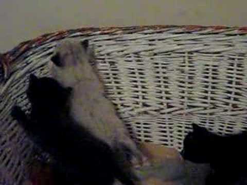 A 'Peek' in Darien, part 1