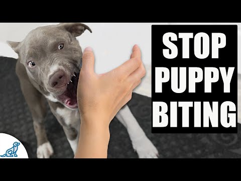 Effective Strategies to Manage Puppy Nipping and Biting