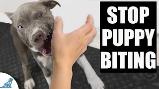 Change The Way You Think About Puppy Biting Training