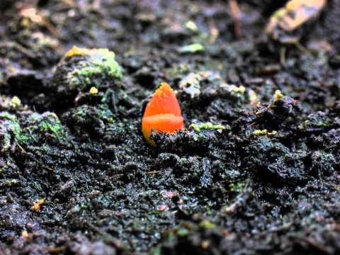 Timelapse kaktus UHD 4K 20fps