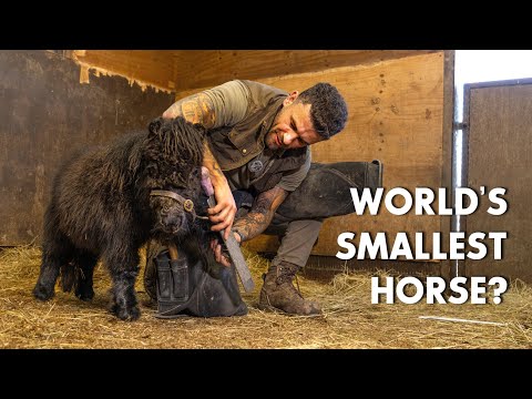 Treating the smallest horse in the world? - SW Farriers