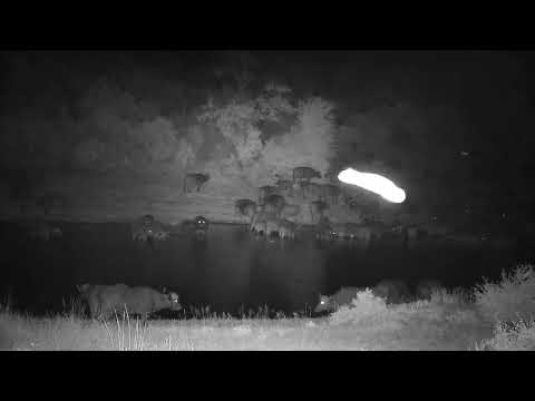 Djuma: Buffalo herd-Pt:2 - 03:03 - 01/17/2023