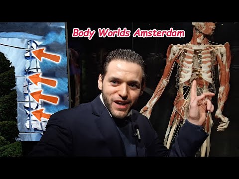 Sympathetic Ganglia, Sympathetic Chain and Thoracic Sympathectomy