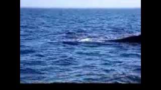 preview picture of video 'La croisière aux baleines, Les Escoumins - 28.09.2013'