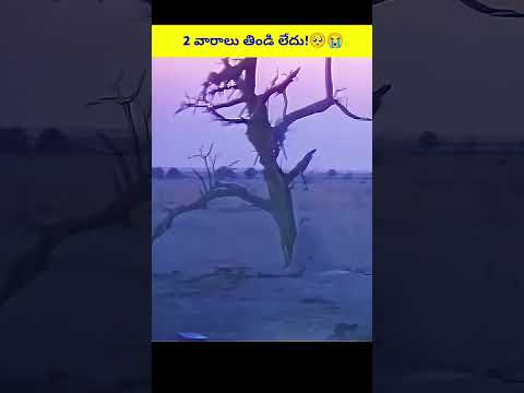 రెండు వారాలు తిండి లేని సింహాన్ని కాపాడిన మహిళ! 🥺 #shorts #telugufacts #amazingfacts