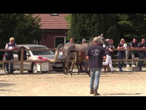 Holsteiner Fohlenschau Föhr 2021 | SF | Corfu de la Vie x Quidam x Cento | St. 18A2 | G. Ohlsen