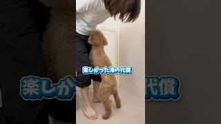 #いぬのいる生活 #犬のいる暮らし #トイプードル#愛犬#ペット#シニア犬