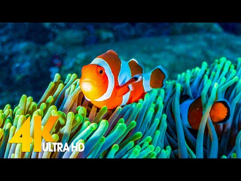 Aquarium 4K VIDEO (ULTRA HD) 🐠 Beautiful Relaxing Coral Reef Fish - Relaxing Sleep Meditation Music