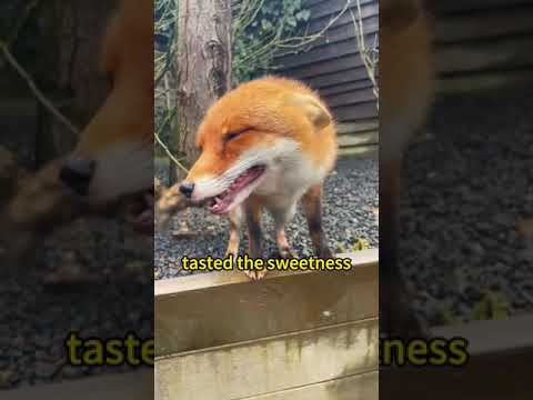 The Crafty Fox: Master Thief of the Forest