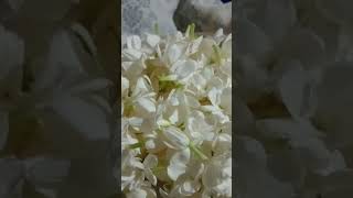 Download lagu Jasmin flower#gardening  #thamarapoovinum song@DiyakuttyVlogs-ph3km mp3 Download lagu Jasmin flower#gardening  #thamarapoovinum song@DiyakuttyVlogs-ph3km mp3