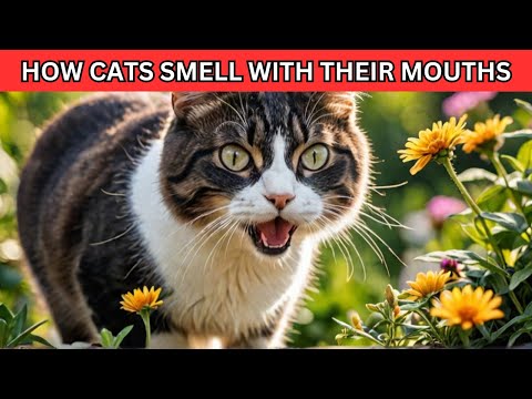 The Surprising Reason Cats SMELL With Their Mouths Open!