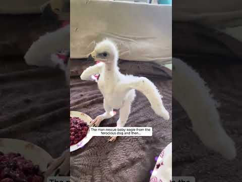 The man rescue baby eagle from the ferocious dog and then #eagle #birds #short