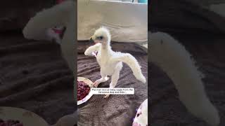 Download lagu The man rescue baby eagle from the ferocious dog and then #eagle #birds #short mp3 Download lagu The man rescue baby eagle from the ferocious dog and then #eagle #birds #short mp3