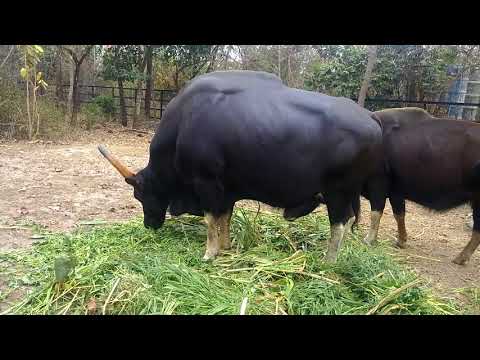 Worlds Biggest Wild Cows